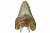 Fossil Megalodon Tooth - North Carolina #160497-2